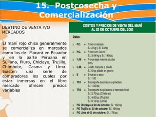 15. Postcosecha y
                   Comercialización
DESTINO DE VENTA Y/O
MERCADOS

El maní rojo chico generalmente
se comercializa en mercados
como los de: Macará en Ecuador
y en la parte Peruana en
Sullana, Piura, Chiclayo, Trujillo,
Chimbote,    Casma     y    Lima.
Existen     una      serie      de
compradores los cuales por
estar inmersos en el libre
mercado       ofrecen      precios
variables
 