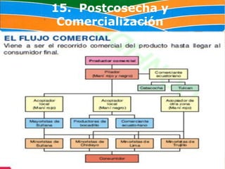 15. Postcosecha y
 Comercialización
 