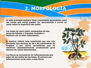 2. MORFOLOGIA

El tallo principal siempre tiene crecimiento ascendente, pero
las ramas que emite pueden ser ascendentes o correr en
parte sobre la superficie del suelo;


Las hojas de maní están compuestas de dos
pares de foliolos u hojuelas ovaladas o
elípticas con la base redondeada.


El sistema radical esta constituido por una raíz
pivotante que alcanza de 30 a 60 centímetros de
longitud y por raíces secundarias que se
ramifican abundantemente produciendo gran
número de raíces absorbentes.

Las flores se encuentran en inflorescencias que
salen de las axilas de las hojas. El número por
inflorescencia es de ocho o mas flores
 
