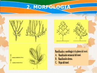 2. MORFOLOGIA
 
