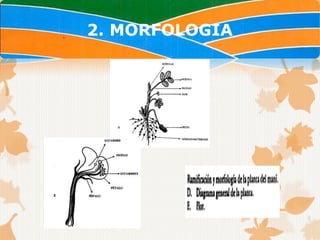 2. MORFOLOGIA
 