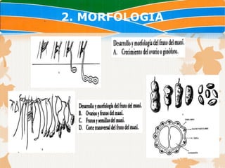 2. MORFOLOGIA
 