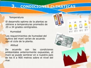 3.       CONDICIONES CLIMÁTICAS

   Temperatura
El desarrollo optimo de la plantas se
obtiene a temperaturas promedio de
25 a 34 grados centígrados.

    Humedad
Los requerimientos de humedad del
cultivo del maní varían de acuerdo
con el ciclo de la planta.
    Altitud
De    acuerdo   con   las   condiciones
ambientales anteriormente expuestas, el
maní se puede sembrar en e nuestro país
de los 0 a 900 metros sobre el nivel del
mar.
 