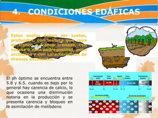 4. CONDICIONES EDÁFICAS

  Estos suelos deben ser suelos,
  profundos, con textura que vaya
  de franco a franco arenoso, con
  escasa o nula pedregosidad, poco
  arcillosos y con características de
  drenaje excelentes.



El ph óptimo se encuentra entre
5.8 y 6.5. cuando es bajo por lo
general hay carencia de calcio, lo
que ocasiona una disminución
notoria en la producción y se
presenta carencia y bloqueo en
la asimilación de molibdeno
 