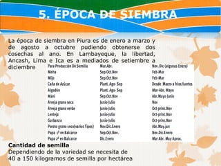 5. ÉPOCA DE SIEMBRA

La época de siembra en Piura es de enero a marzo y
de agosto a octubre pudiendo obtenerse dos
cosechas al ano. En Lambayeque, la libertad,
Ancash, Lima e Ica es a mediados de setiembre a
diciembre




Cantidad de semilla
Dependiendo de la variedad se necesita de
40 a 150 kilogramos de semilla por hectárea
 