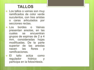 TALLOS
 Los tallos o vainas son muy
ramificados de color verde
suculentos, con tres aristas
o caras articulados por
secciones rectas.
 Los bordes o Vainas
presentan areolas, en las
cuales se encuentran
grupos de espinas de 2 a 4
mm, consideradas hojas
modificadas. De la parte
superior de las areolas
nacen las flores y
ramificaciones.
 El tallo actúa como
regulador hídrico y
participa en la fotosíntesis.
 