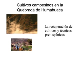 Cultivos campesinos en la  Quebrada de Humahuaca   ,[object Object]