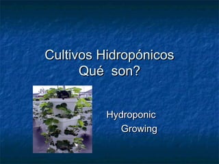 Cultivos HidropónicosCultivos Hidropónicos
Qué son?Qué son?
HydroponicHydroponic
GrowingGrowing
 