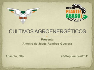 CULTIVOS AGROENERGÉTICOS Presenta Antonio de Jesús Ramírez Guevara Abasolo, Gto.                                       20/Septiembre/2011 