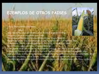   EJEMPLOS DE OTROS PAISES           Ficha Técnica Maíz (Zea Mays)                                  MAIZ Segundo cultivo mas sembrado a nivel mundial después del trigo. Segundo cultivo en importancia en Chile Principales productores; Estados unidos, China, Brasil y México. Superficie: Grano: 109.600 (incluyen 16.000 ha de semilleros); Choclo 12.000 Distribución: III a IX, concentrándose en RM (11%), VI (59%) y VII (22%) Rendimiento: 108.6 qqm / ha.; VI (122.1 qqm/ha) En el país se alcanzan uno de los rendimiento unitarios mas altos a nivel mundial. Utilización: Consumo (maíz dulce y choclero, harina), alimentación animal (75% del total; grano, ensilaje, soiling, torta de maíz, concentrados), Agroindustria (conserva, congelado), otros (Maicena, chuchoca, azúcar, aceite, cornflakes.) Industrial (adhesivos, cosméticos y almidón)Composición del grano: Proteína 10%, agua 14%, carbohidratos 70%, fibra, ceniza y aceite.