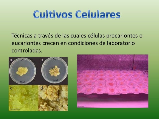 Cultivos celulares & anticuerpos monoclonares