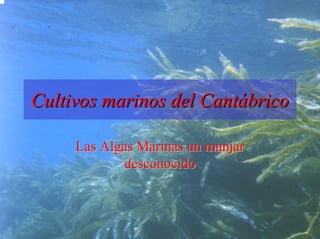 Cultivos marinos del Cantábrico

     Las Algas Marinas un manjar
            desconocido
 