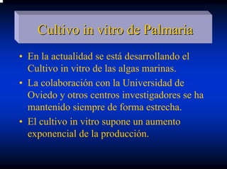 Cultivo in vitro de Palmaria
• En la actualidad se está desarrollando el
  Cultivo in vitro de las algas marinas.
• La colaboración con la Universidad de
  Oviedo y otros centros investigadores se ha
  mantenido siempre de forma estrecha.
• El cultivo in vitro supone un aumento
  exponencial de la producción.
 