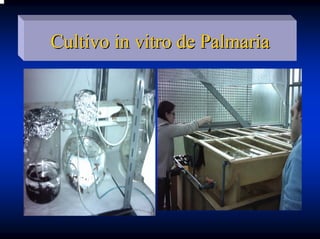 Cultivo in vitro de Palmaria
 