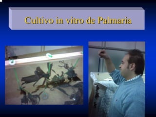 Cultivo in vitro de Palmaria
 