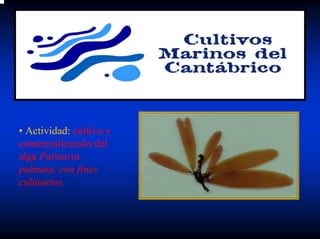 • Actividad: cultivo y
comercialización del
alga Palmaria
palmata, con fines
culinarios.
 