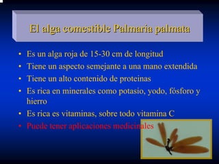 El alga comestible Palmaria palmata

• Es un alga roja de 15-30 cm de longitud
• Tiene un aspecto semejante a una mano extendida
• Tiene un alto contenido de proteinas
• Es rica en minerales como potasio, yodo, fósforo y
  hierro
• Es rica es vitaminas, sobre todo vitamina C
• Puede tener aplicaciones medicinales
 