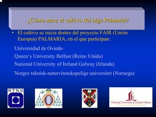 ¿Cómo nace el cultivo del alga Palmaria?
• El cultivo se inicia dentro del proyecto FAIR (Unión
  Europea) PALMARIA, en el que participan:
 Universidad de Oviedo
 Queen’s University Belfast (Reino Unido)
 National University of Ireland Galway (Irlanda)
 Norges teknisk-naturvitenskapelige universitet (Noruega)
 