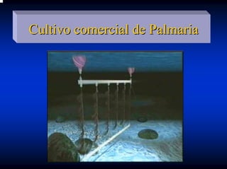 Cultivo comercial de Palmaria
 