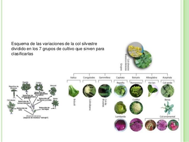 Resultado de imagen para cultivo de coliflor