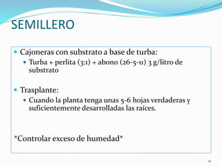 SEMILLERO
 Cajoneras con substrato a base de turba:
 Turba + perlita (3:1) + abono (26-5-11) 3 g/litro de
substrato
 Trasplante:
 Cuando la planta tenga unas 5-6 hojas verdaderas y
suficientemente desarrolladas las raíces.
*Controlar exceso de humedad*
14
 