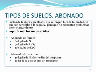 TIPOS DE SUELOS. ABONADO
 Suelos de textura y arcillosos, que retengan bien la humedad, ya
que son sensibles a la sequuía, pero que no presenten problemas
de encharcamiento.
 Soporta mal los suelos ácidos.
 Abonado de fondo:
 60 kg/ha de N
 90 kg/ha de P2O5
 200 kg/ha de K2O
 Abonado de cobertera:
 40 kg/ha de N a los 30 días del trasplante
 40 kg de N a los 50 días del trasplante
15
 