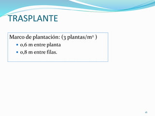 TRASPLANTE
Marco de plantación: (3 plantas/m2 )
 0,6 m entre planta
 0,8 m entre filas.
16
 