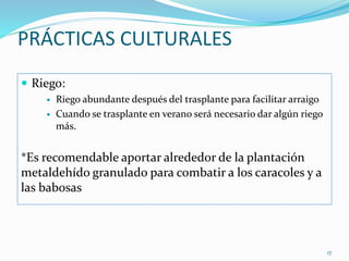 PRÁCTICAS CULTURALES
 Riego:
 Riego abundante después del trasplante para facilitar arraigo
 Cuando se trasplante en verano será necesario dar algún riego
más.
*Es recomendable aportar alrededor de la plantación
metaldehído granulado para combatir a los caracoles y a
las babosas
17
 