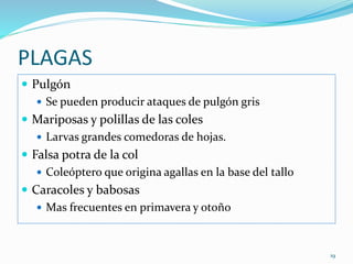 PLAGAS
 Pulgón
 Se pueden producir ataques de pulgón gris
 Mariposas y polillas de las coles
 Larvas grandes comedoras de hojas.
 Falsa potra de la col
 Coleóptero que origina agallas en la base del tallo
 Caracoles y babosas
 Mas frecuentes en primavera y otoño
19
 