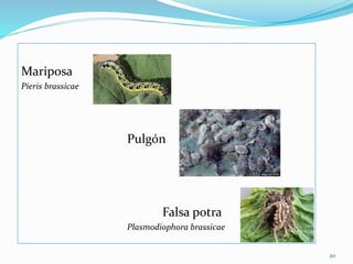 Mariposa
Pieris brassicae
Pulgón
Falsa potra
Plasmodiophora brassicae
20
 
