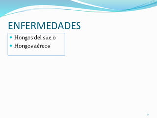 ENFERMEDADES
 Hongos del suelo
 Hongos aéreos
21
 