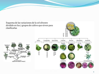 Esquema de las variaciones de la col silvestre
dividido en los 7 grupos de cultivo que sirven para
clasificarlas
4
 