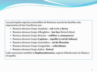 Las principales especies comestibles de Brássicas una de las familias más
importantes de las Crucífreras son:
 Brassica oleracea Grupo Acephala – col verde y berza
 Brassica oleracea Grupo Alboglabra – kai-lan (brécol chino)
 Brassica oleracea Grupo Botrytis – coliflor (y romanescu)
 Brassica oleracea Grupo Capitata – repollo (y col de Saboya)
 Brassica oleracea Grupo Gemmifera – col de Bruselas
 Brassica oleracea Grupo Gongylodes – colirrábano
 Brassica oleracea Grupo Italica - brécol
Cabe mencionar también la Raphanobrassica, especie híbrida entre el rábano y
el repollo.
5
 