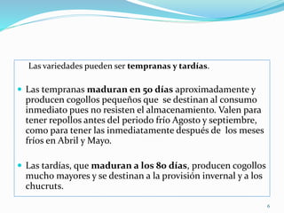 Las variedades pueden ser tempranas y tardías.
 Las tempranas maduran en 50 días aproximadamente y
producen cogollos pequeños que se destinan al consumo
inmediato pues no resisten el almacenamiento. Valen para
tener repollos antes del periodo frío Agosto y septiembre,
como para tener las inmediatamente después de los meses
fríos en Abril y Mayo.
 Las tardías, que maduran a los 80 días, producen cogollos
mucho mayores y se destinan a la provisión invernal y a los
chucruts.
6
 