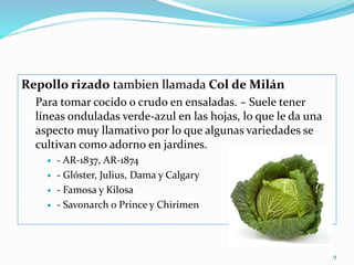 Repollo rizado tambien llamada Col de Milán
Para tomar cocido o crudo en ensaladas. – Suele tener
líneas onduladas verde-azul en las hojas, lo que le da una
aspecto muy llamativo por lo que algunas variedades se
cultivan como adorno en jardines.
 - AR-1837, AR-1874
 - Glóster, Julius, Dama y Calgary
 - Famosa y Kilosa
 - Savonarch o Prince y Chirimen
9
 