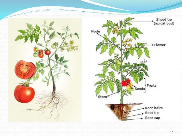 Resultado de imagen para raiz tomate