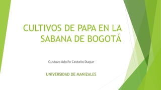 CULTIVOS DE PAPA EN LA
SABANA DE BOGOTÁ
Gustavo Adolfo Castaño Duque
UNIVERSIDAD DE MANIZALES
 