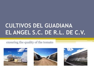 CULTIVOS DEL GUADIANA
EL ANGEL S.C. DE R.L. DE C.V.
ensuring the quality of the tomato
 