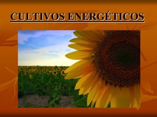 CULTIVOS ENERGCULTIVOS ENERGÉÉTICOSTICOS
 