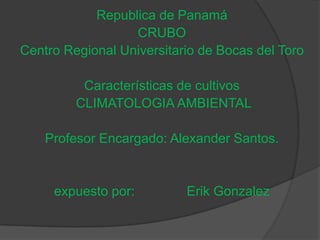Republica de Panamá
                  CRUBO
Centro Regional Universitario de Bocas del Toro

          Características de cultivos
         CLIMATOLOGIA AMBIENTAL

    Profesor Encargado: Alexander Santos.


     expuesto por:         Erik Gonzalez
 
