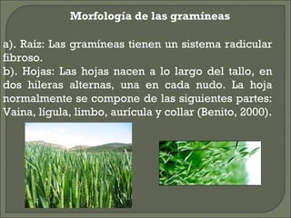 Morfología de las gramíneas

a). Raíz: Las gramíneas tienen un sistema radicular
fibroso.
b). Hojas: Las hojas nacen a lo largo del tallo, en
dos hileras alternas, una en cada nudo. La hoja
normalmente se compone de las siguientes partes:
Vaina, lígula, limbo, aurícula y collar (Benito, 2000).
 