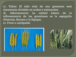 c). Tallos: El tallo total de una gramínea está
claramente dividido en nudos y entrenudos.
d). Inflorescencia: La unidad básica de la
inflorescencia de las gramíneas es la espiguilla
(Panícula, Racimo y la Espiga).
e). Fruto o cariópside
 