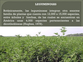 LEGUMINOSAS

Botánicamente, las leguminosas integran otra enorme
familia de plantas que cuenta con 12,000 a 15,000 especies,
entre árboles y hierbas, de las cuales se encuentran en
América unas 4,000 especies pertenecientes a las
dicotiledóneas (Hughes, 1978).
 