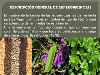 DESCRIPCIÓN GENERAL DE LAS LEGUMINOSAS

El nombre de la familia de las leguminosas, se deriva de la
palabra “legumbre” que es el nombre del tipo de fruto (vaina)
característico de las plantas de esta familia.
Una legumbre es un fruto monocarpelar, que contiene una
sola hilera de semillas y que hace su dehiscencia a lo largo
de suturas o costillas (Hughes, 1978).
 