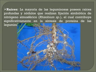 Raíces: La mayoría de las leguminosas poseen raíces
profundas y nódulos que realizan fijación simbiótica de
nitrógeno atmosférico (Rhizobium sp.), el cual contribuye
significativamente en la síntesis de proteína de las
leguminosas.


 
 