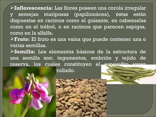 Inflorescencia: Las flores poseen una corola irregular
y semejan mariposas (papilionácea), éstas están
dispuestas en racimos como el guisante, en cabezuelas
como en el trébol, o en racimos que parecen espigas,
como en la alfalfa.
Fruto: El fruto es una vaina que puede contener una o
varias semillas.
Semilla: Los elementos básicos de la estructura de
una semilla son: tegumentos, embrión y tejido de
reserva, los cuales constituyen el esporofito joven
parcialmente desarrollado.
 