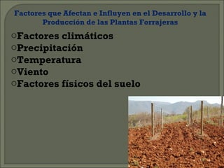 Factores que Afectan e Influyen en el Desarrollo y la
       Producción de las Plantas Forrajeras
oFactores climáticos
oPrecipitación
oTemperatura
oViento
oFactores físicos del suelo
 