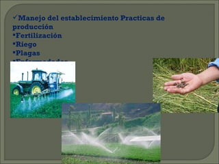 Manejo del establecimiento Practicas de
producción
Fertilización
Riego
Plagas
Enfermedades
 