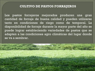 CULTIVO DE PASTOS FORRAJEROS

Los pastos forrajeros mejorados producen una gran
cantidad de forraje de buena calidad y pueden utilizarse
tanto en condiciones de riego como de temporal. La
disponibilidad de forraje durante la mayor parte del año se
puede lograr estableciendo variedades de pastos que se
adapten a las condiciones agro climáticas del lugar donde
se va a sembrar.
 