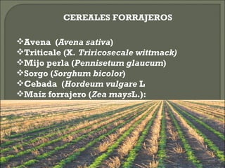 CEREALES FORRAJEROS
   

Avena (Avena sativa)
Triticale (X. Triricosecale wittmack)
Mijo perla (Pennisetum glaucum)
Sorgo (Sorghum bicolor)
Cebada (Hordeum vulgare L
Maíz forrajero (Zea maysL.):
 